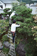 Japanese tripod ladders