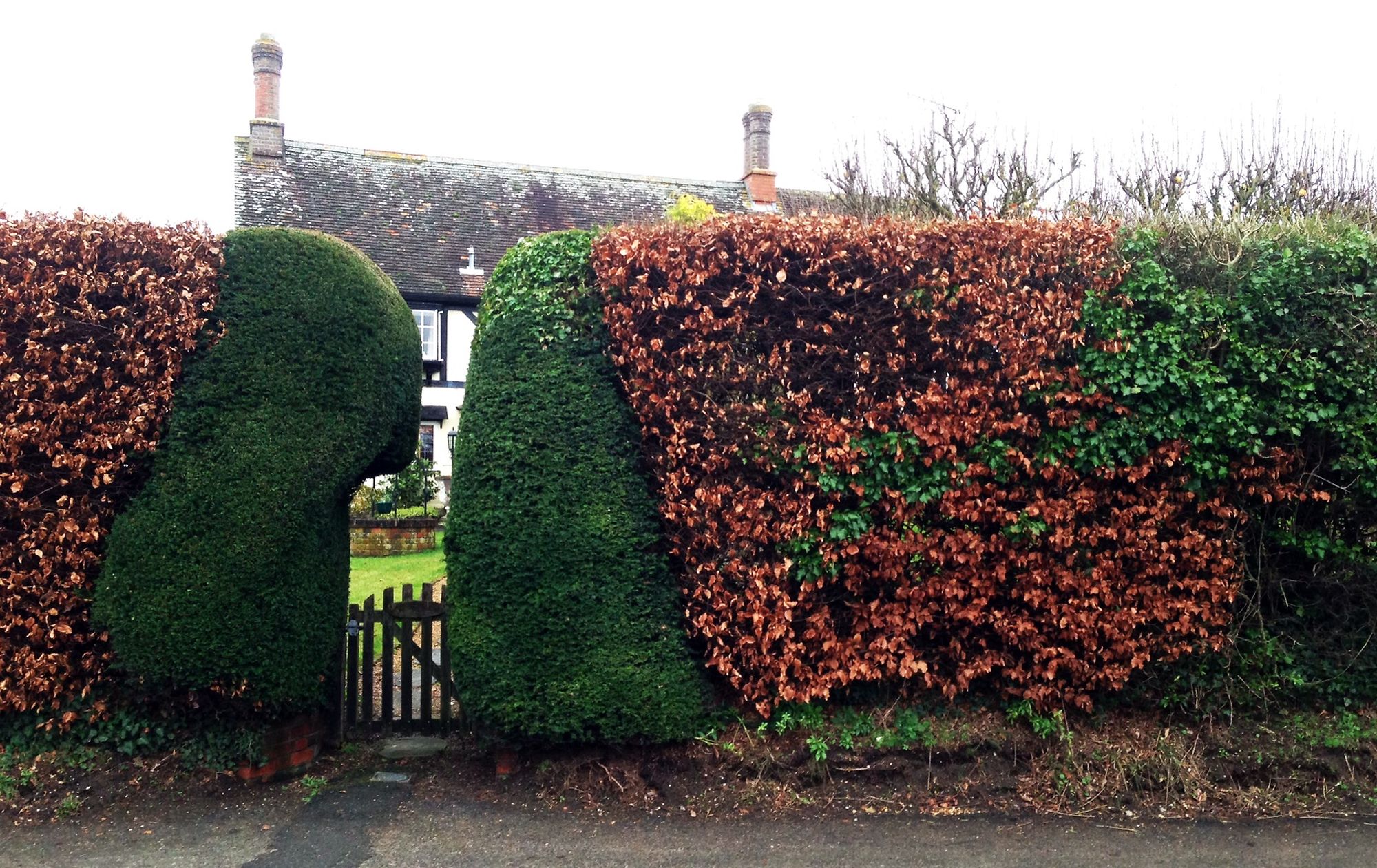 Niwaki - Nice Beech/Yew combo