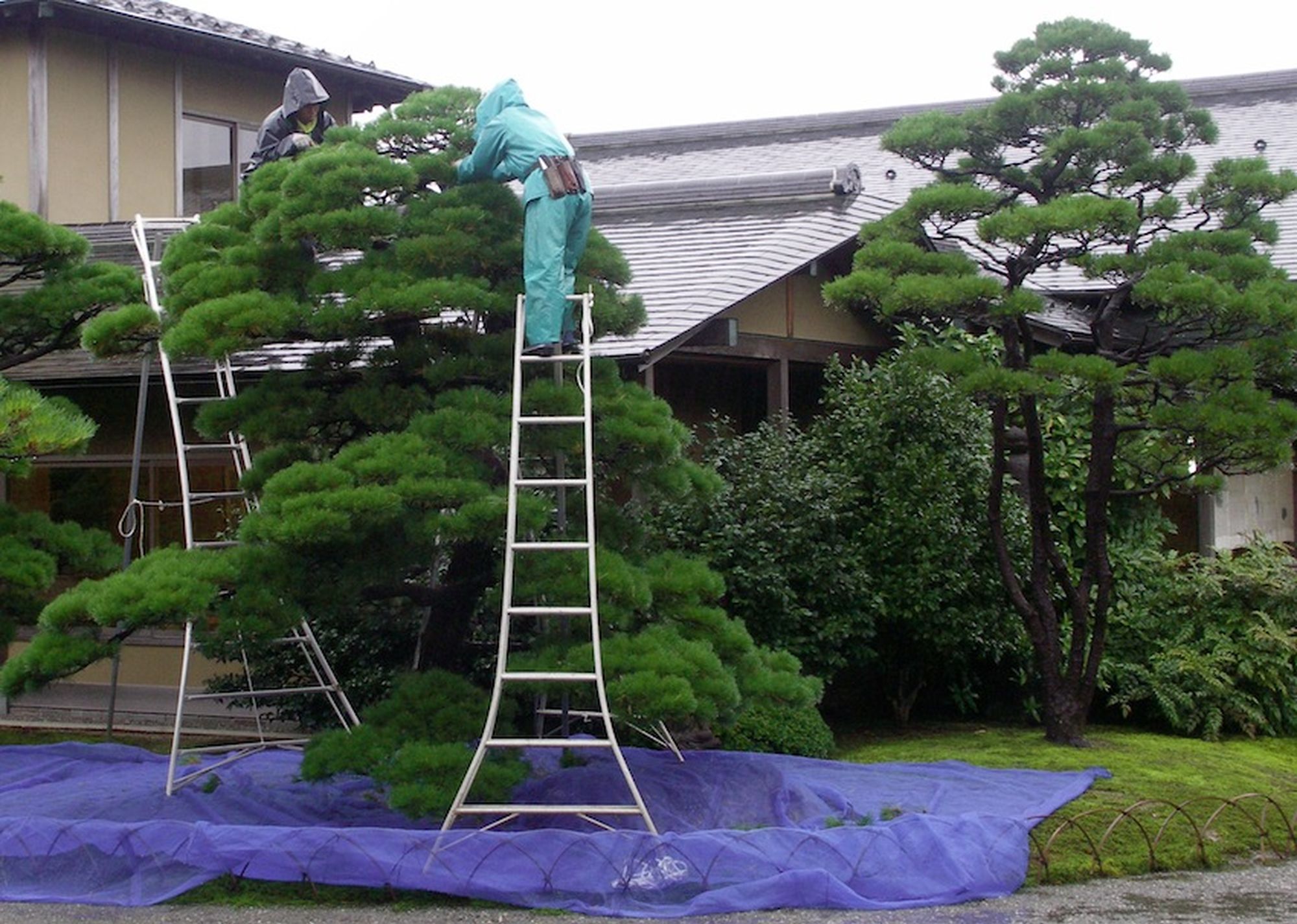 Лестница для обрезки деревьев