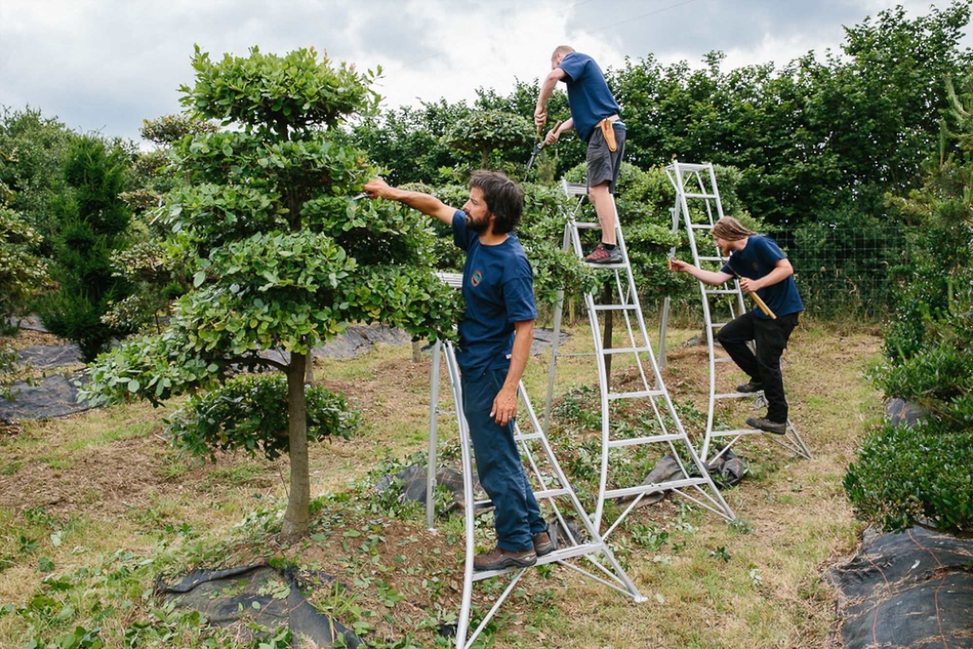 Niwaki - Warner Tree Management