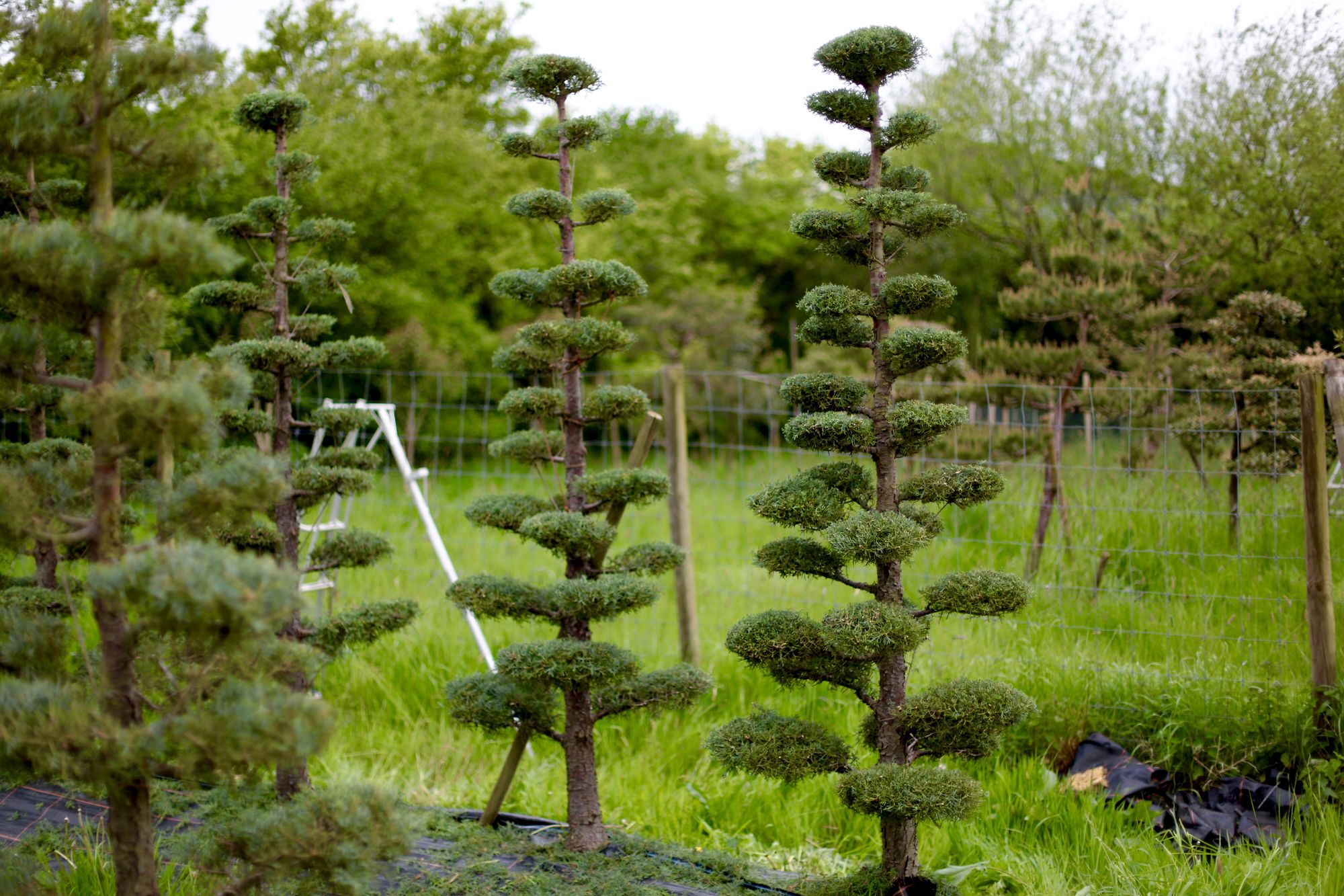 Niwaki - Niwaki Tree Nursery Open Day