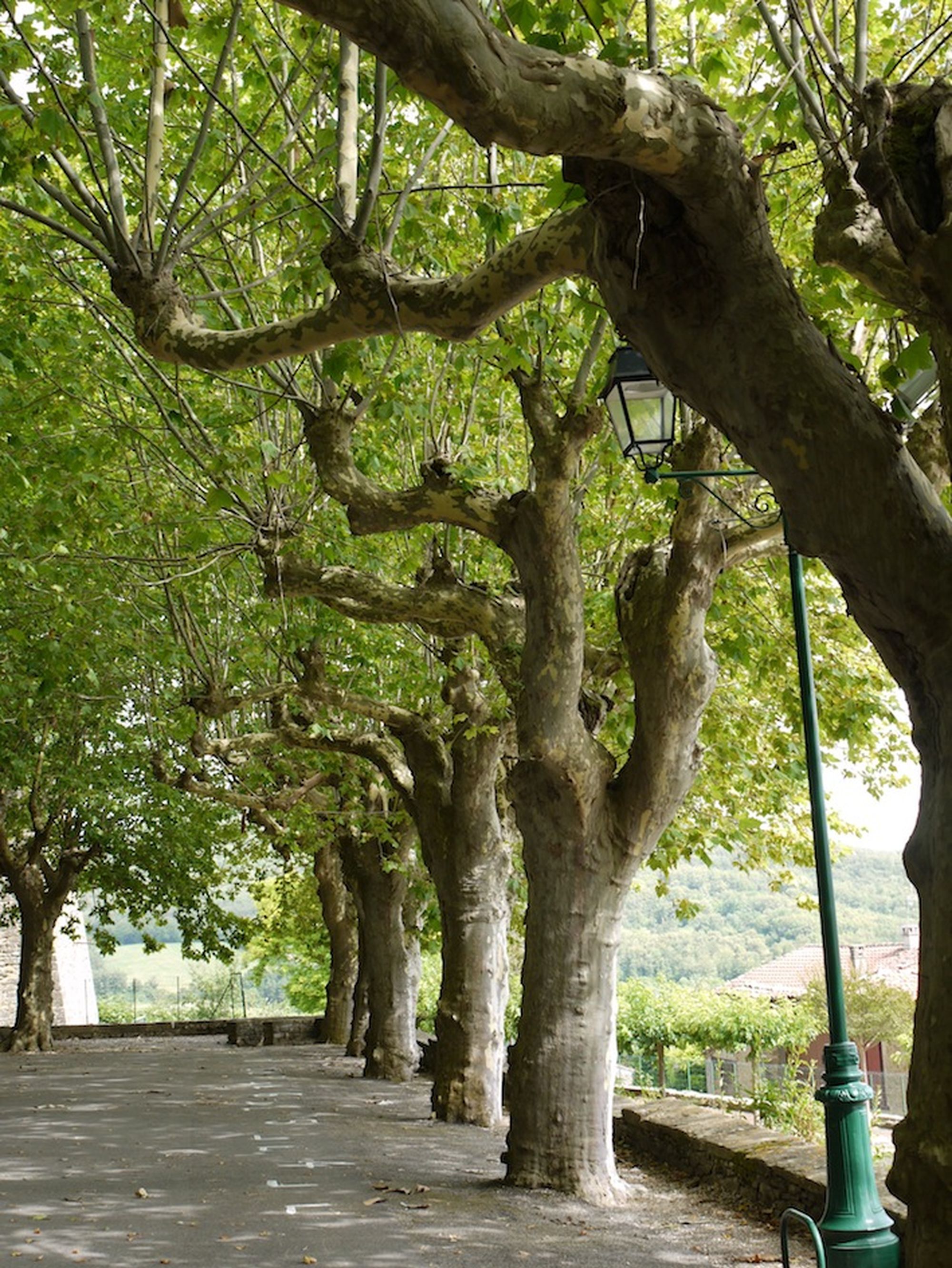 деревья во франции