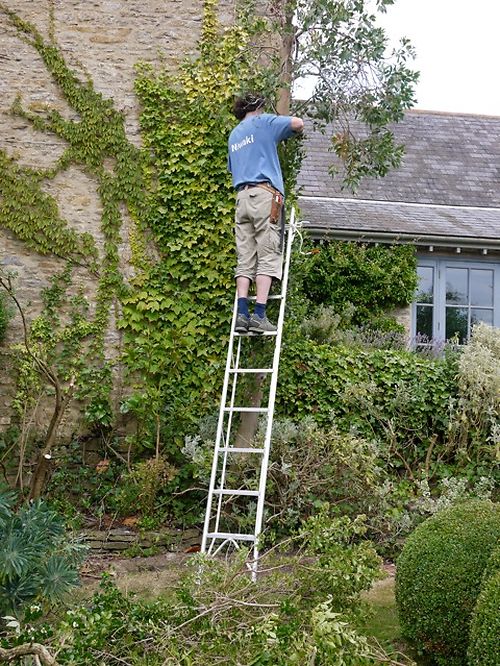 Niwaki Blog 2010: Jake’s take on cloud pruning, organic topiary and all ...