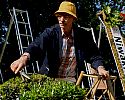 Jake Hobson climbs a Niwaki 7 foot adjustable Japanese tripod ladder to prune a loud pruned Phillyrea Latifolia