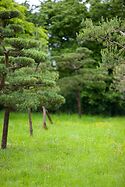 Japanese Pine