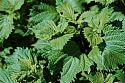 An abundance of Green Shiso