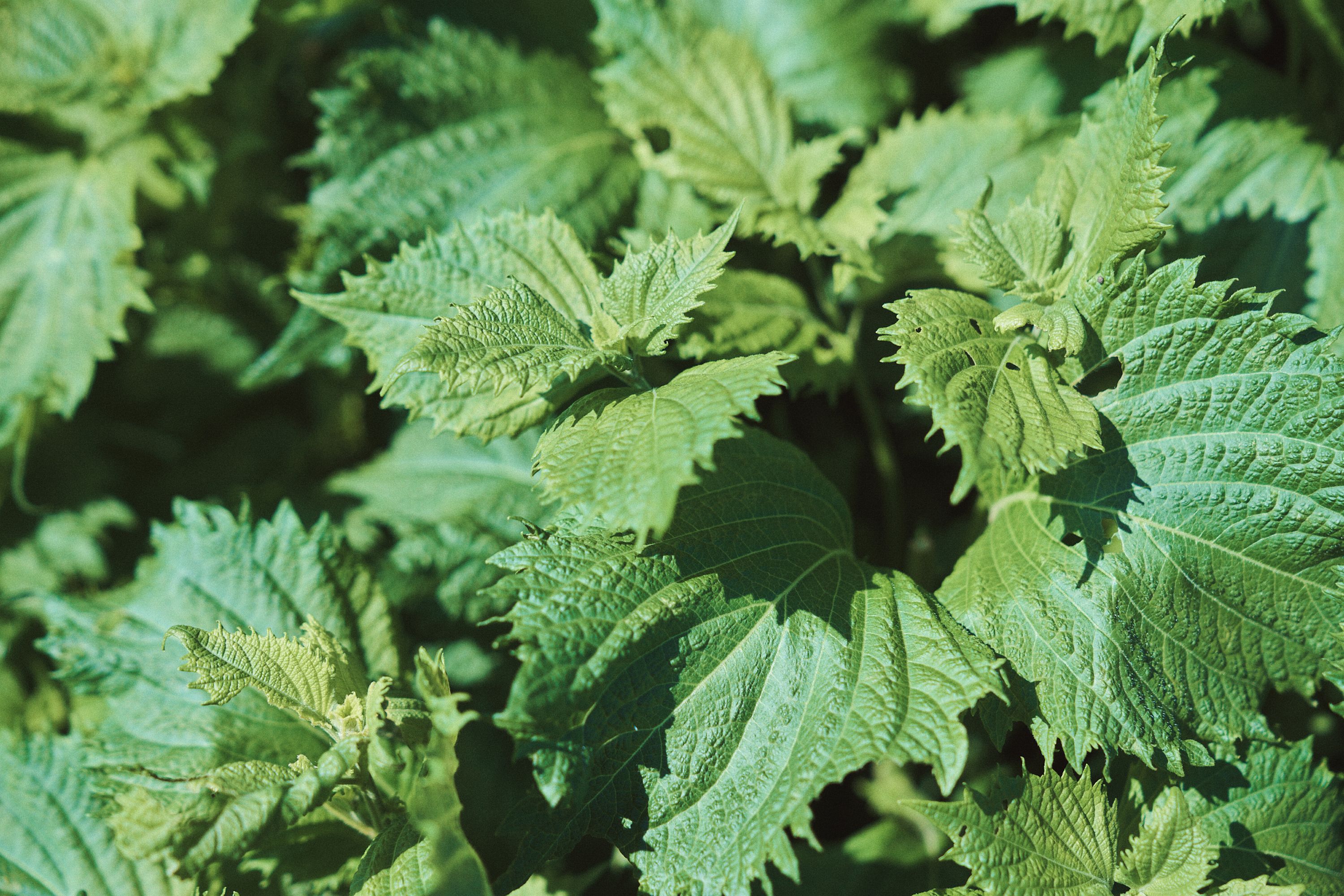 Green Shiso Seeds Plant Herb