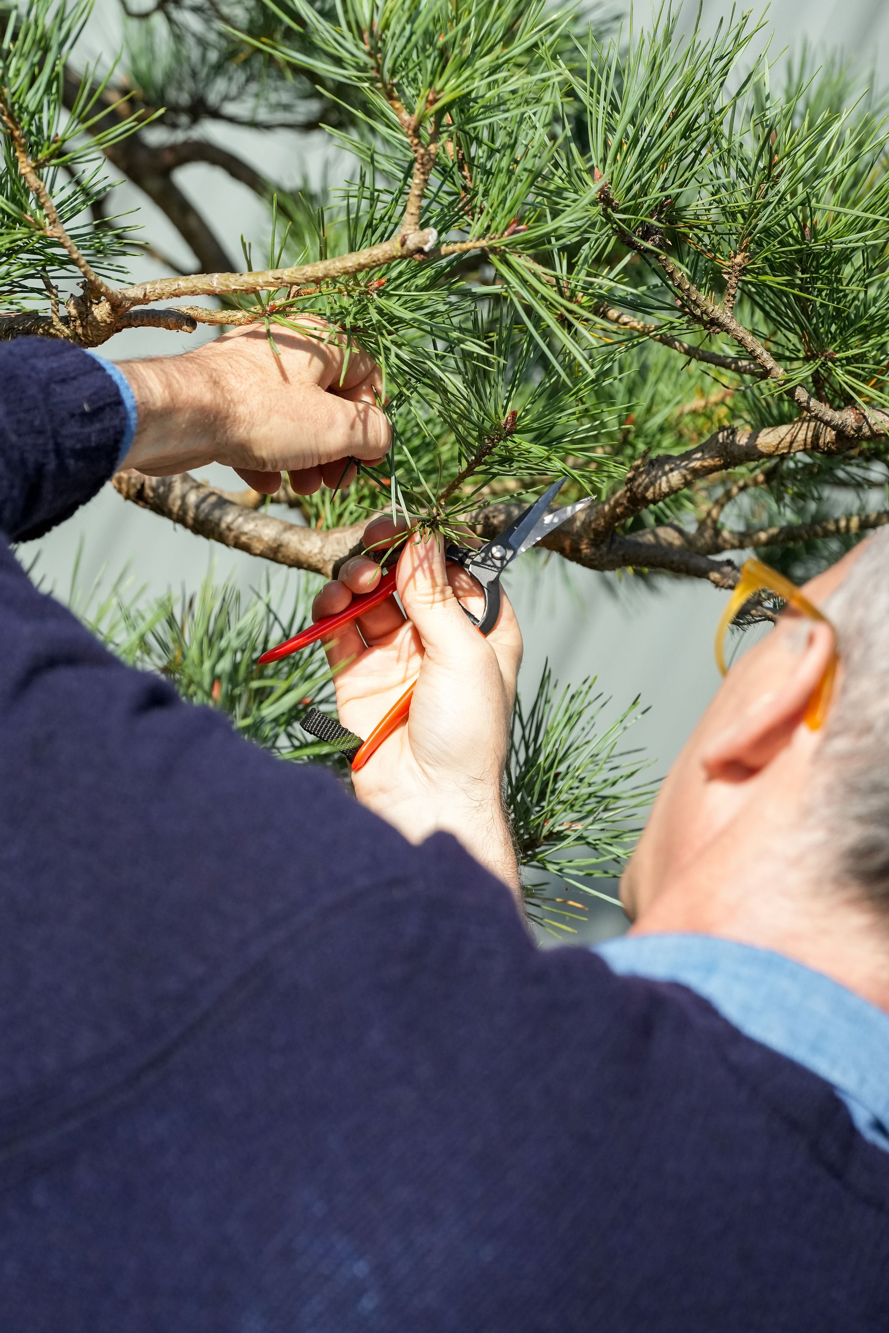 Momiage pruning with Niwaki Snips