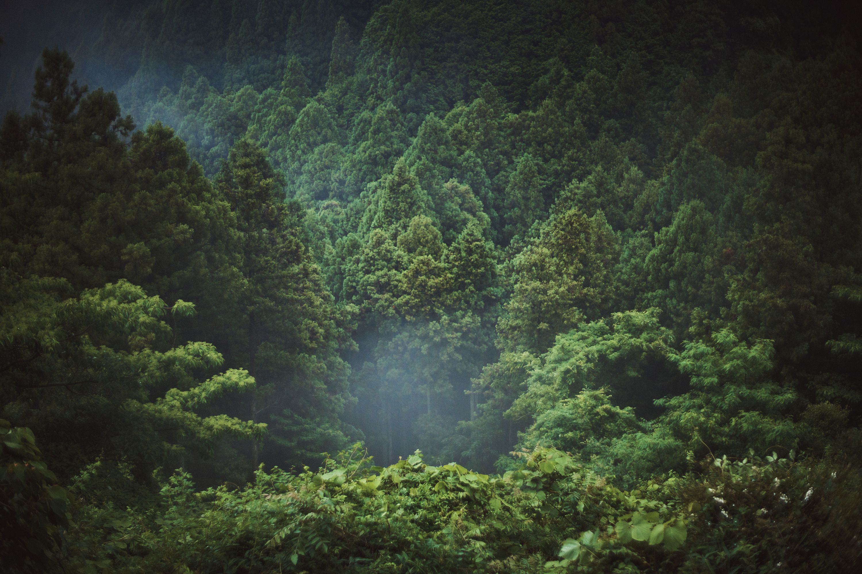 Forest near Osaka