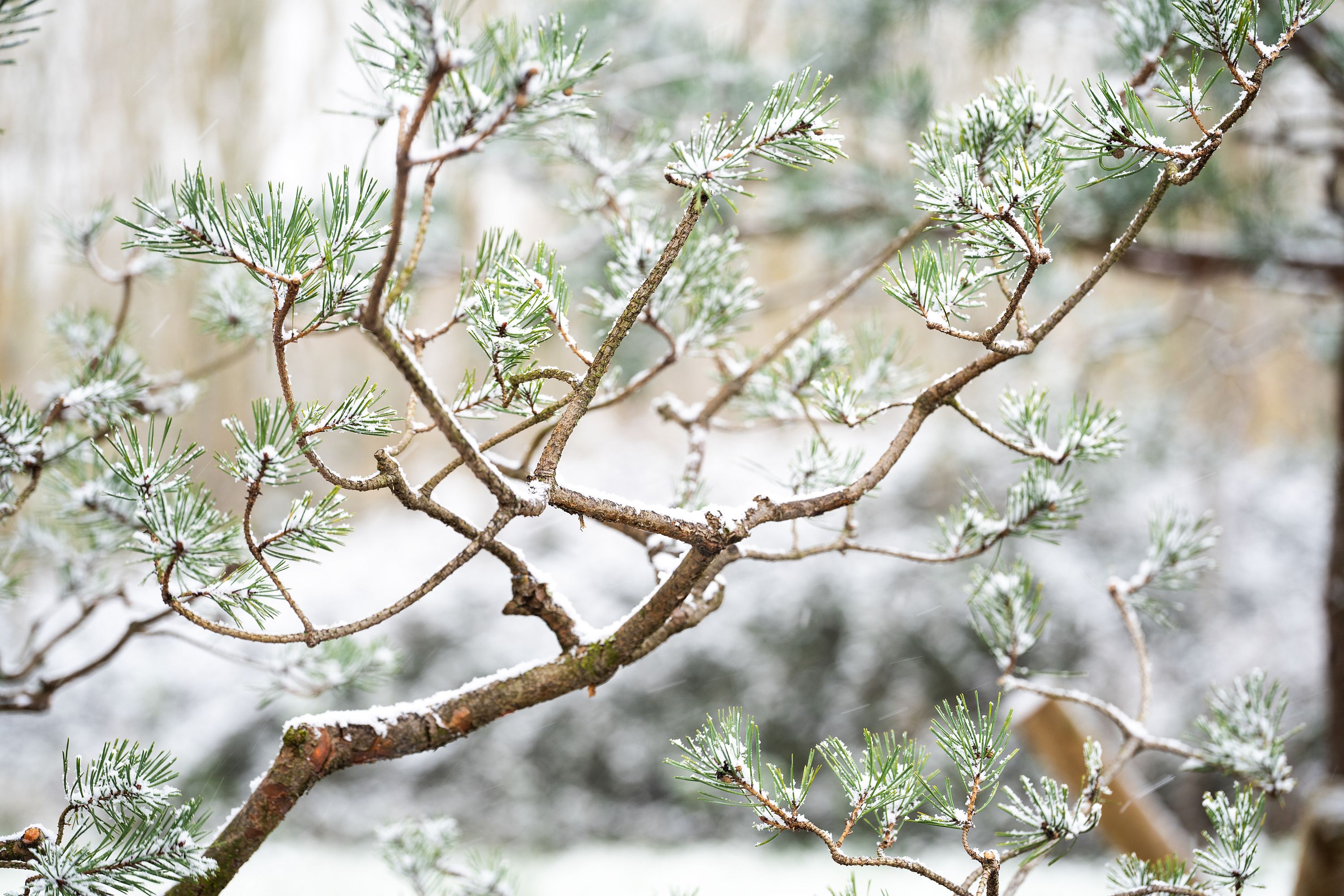 Pine trees at Niwaki HQ