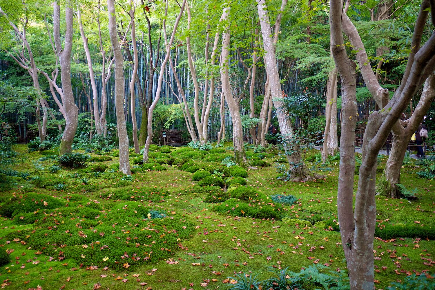 My Favourite Gardens in Japan - Niwaki