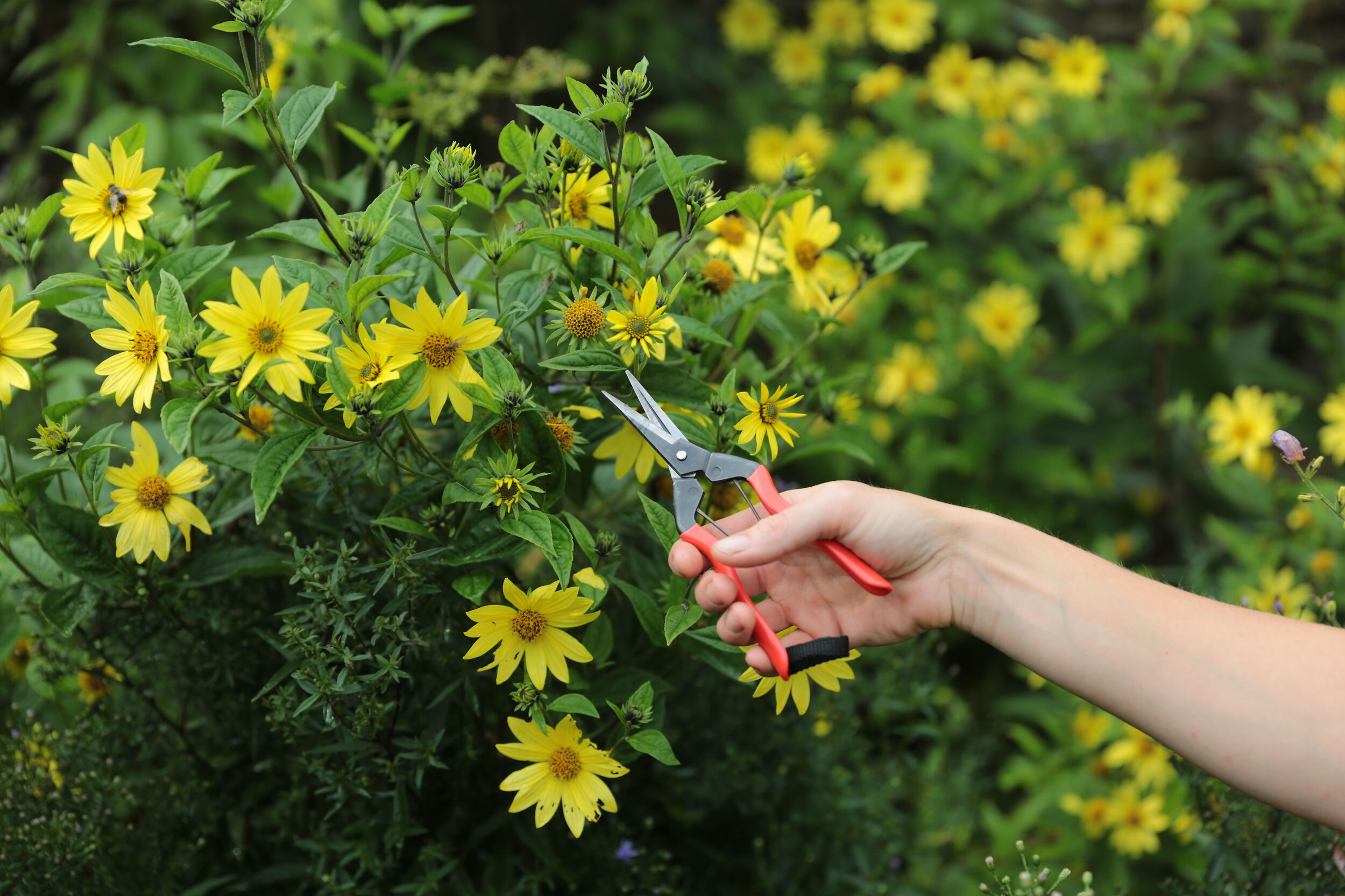 Niwaki Garden Snips - Simple Garden Snips