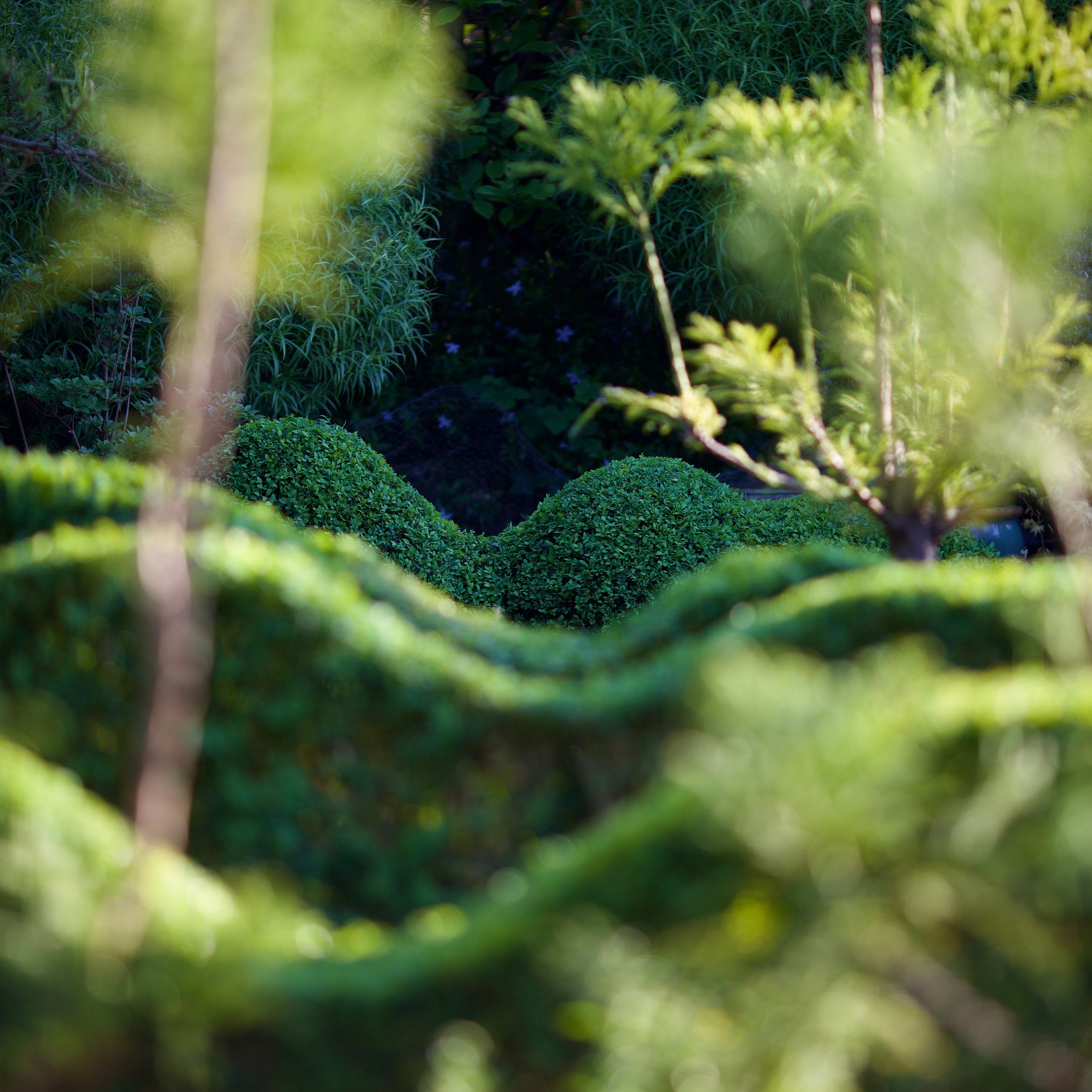 Jake Hobson’s garden in the evening light