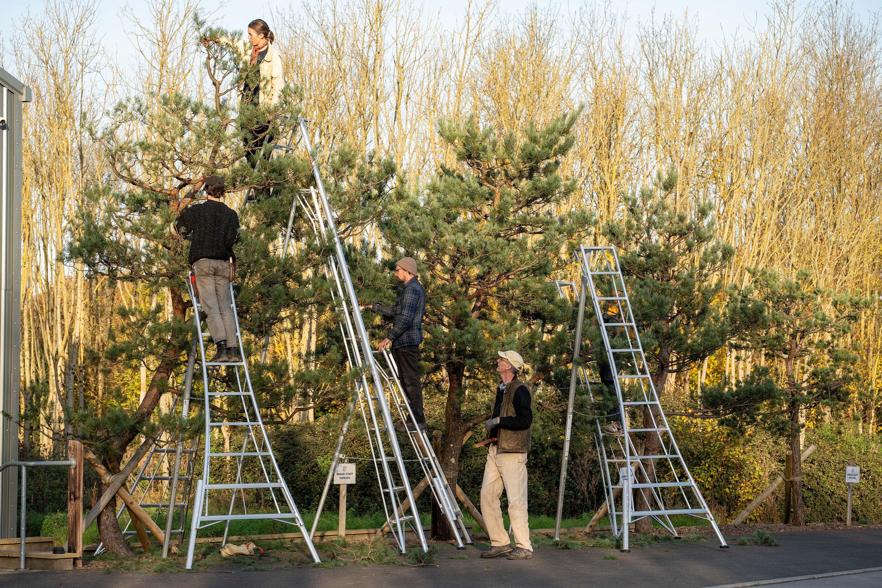 Pruning party with Jake Hobson and the Great Dixter team