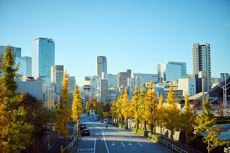 Photographs of Ginkgo trees in November and December in Tokyo