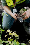 Niwaki Hori Hori Japanese Garden Trowel