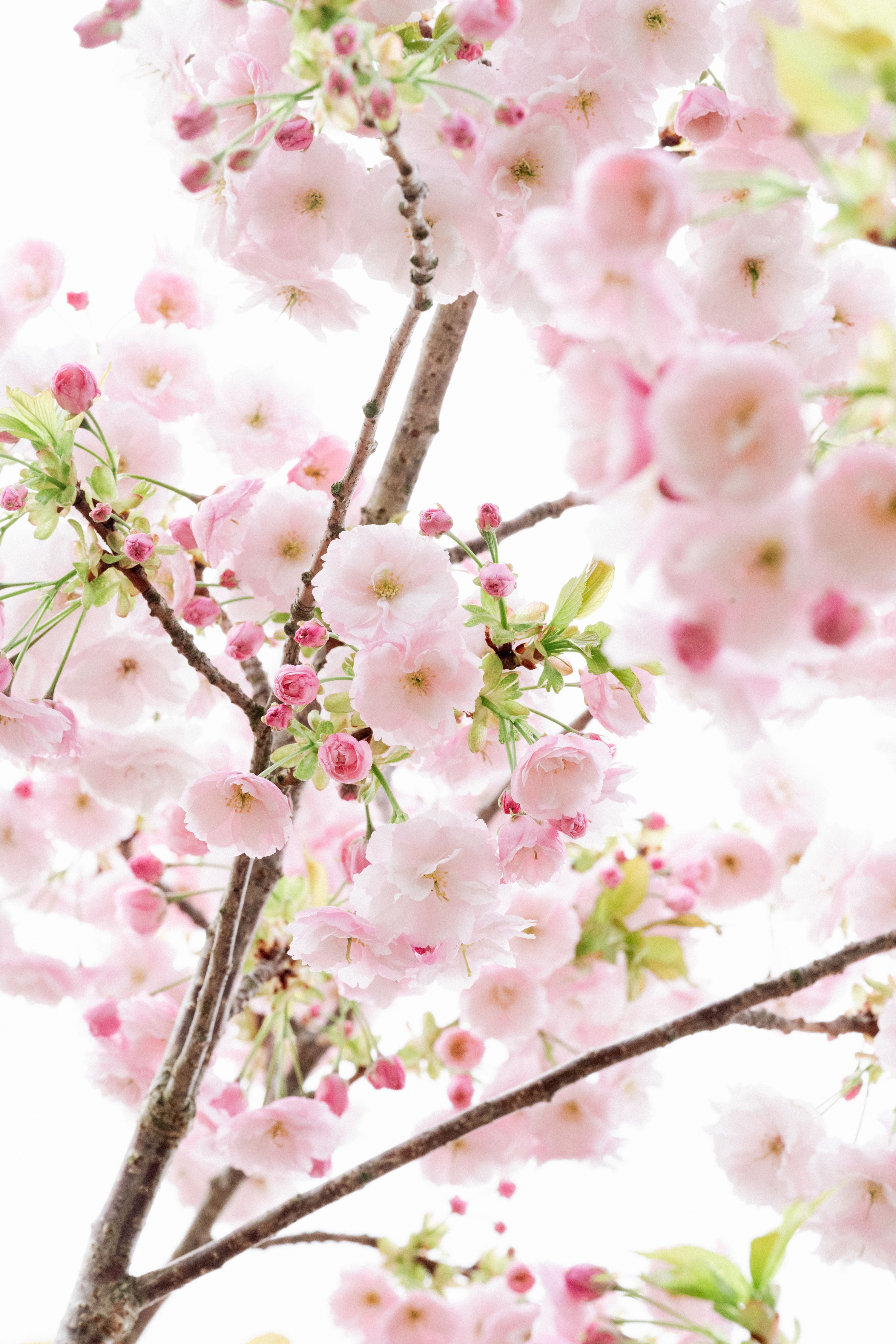 Spring has sprung blossom