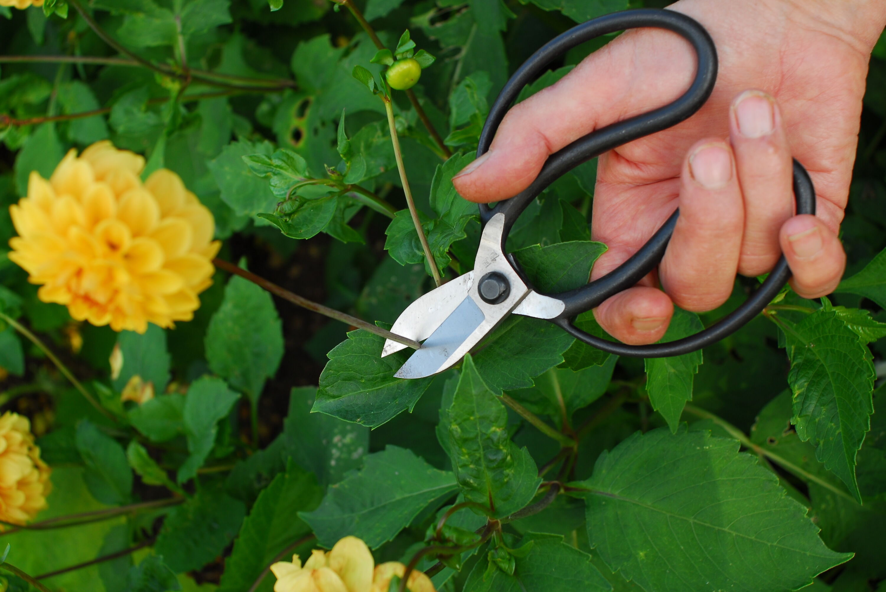 Okatsune Koryu Scissors - Niwaki