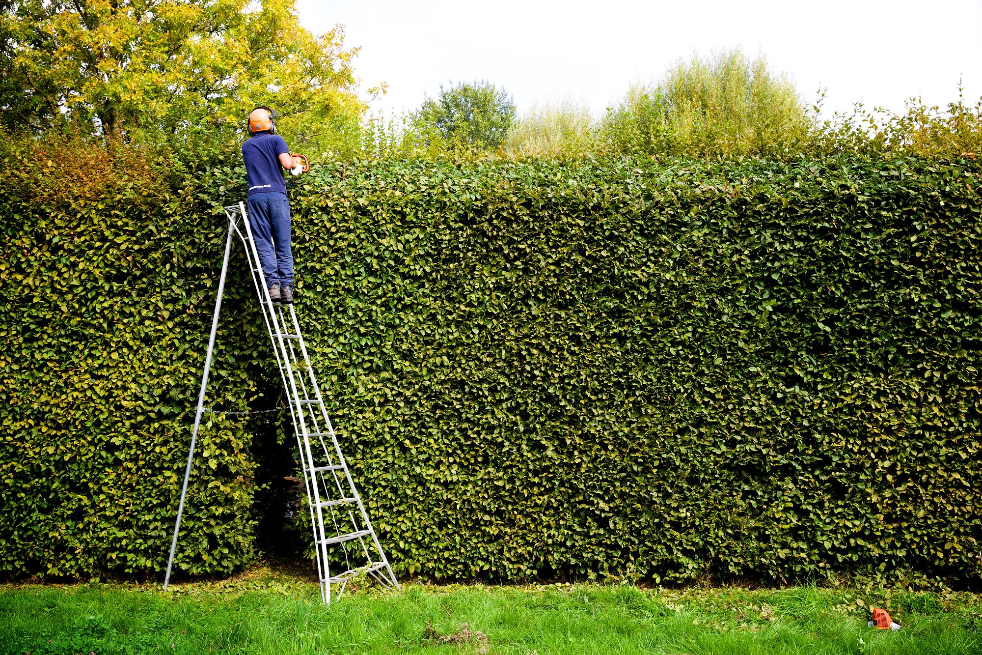 Niwaki Tripod Ladders for large topiary and hedges